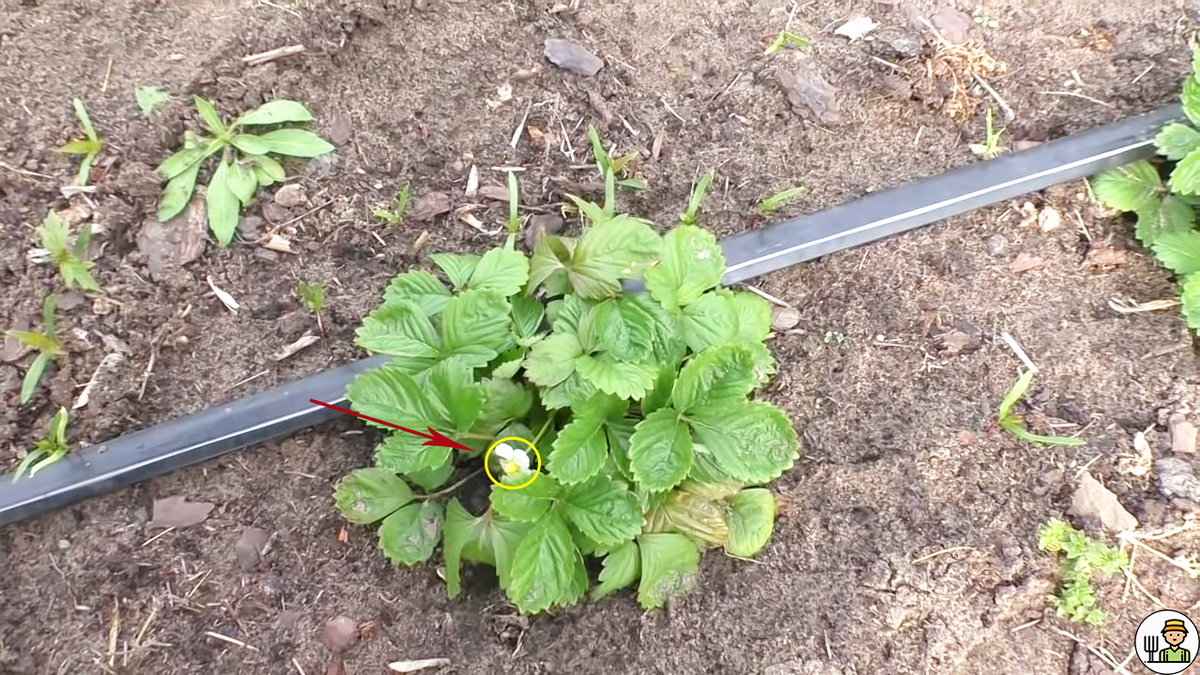 Цветок, который нужно будет сорвать