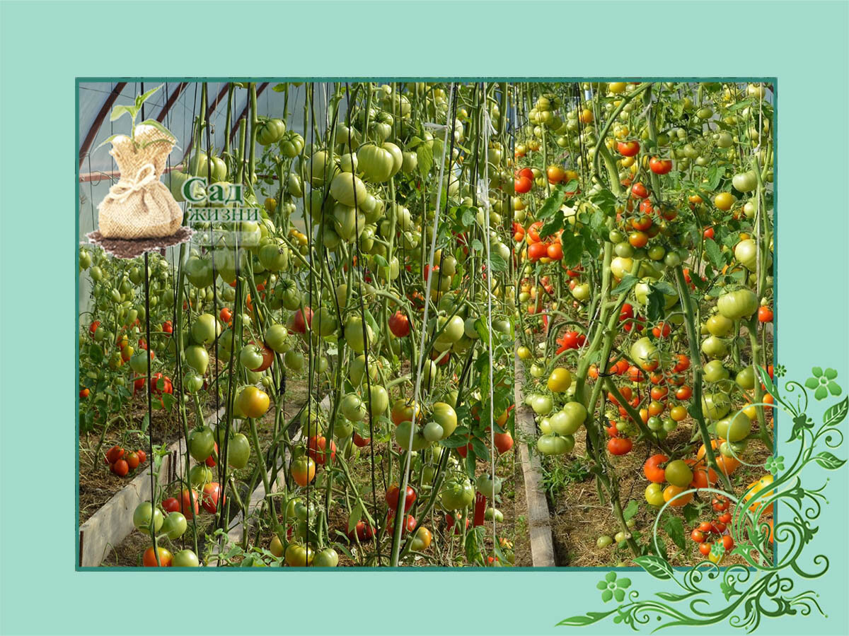 Плоды таких томатов без листьев накапливают избыточное количество нитратов.