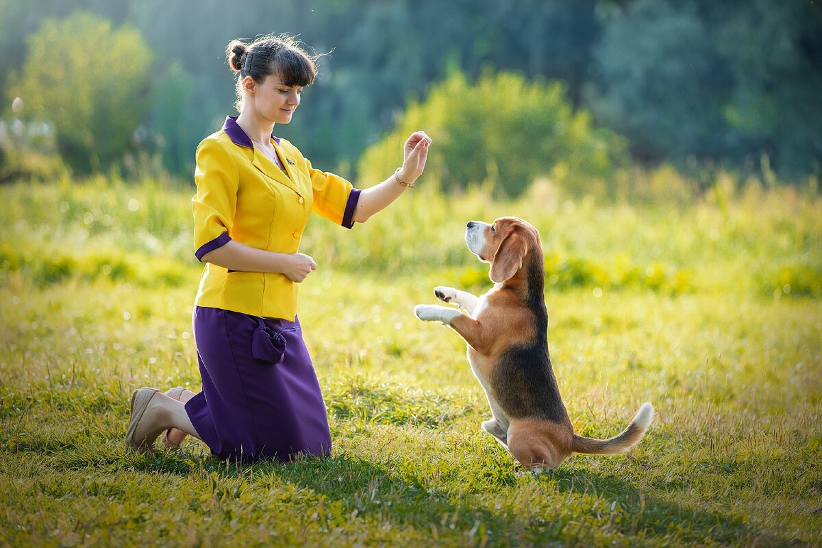 Бигль DAKOTA HUNTER NAPOLEON (фото: Светлана Писарева) 