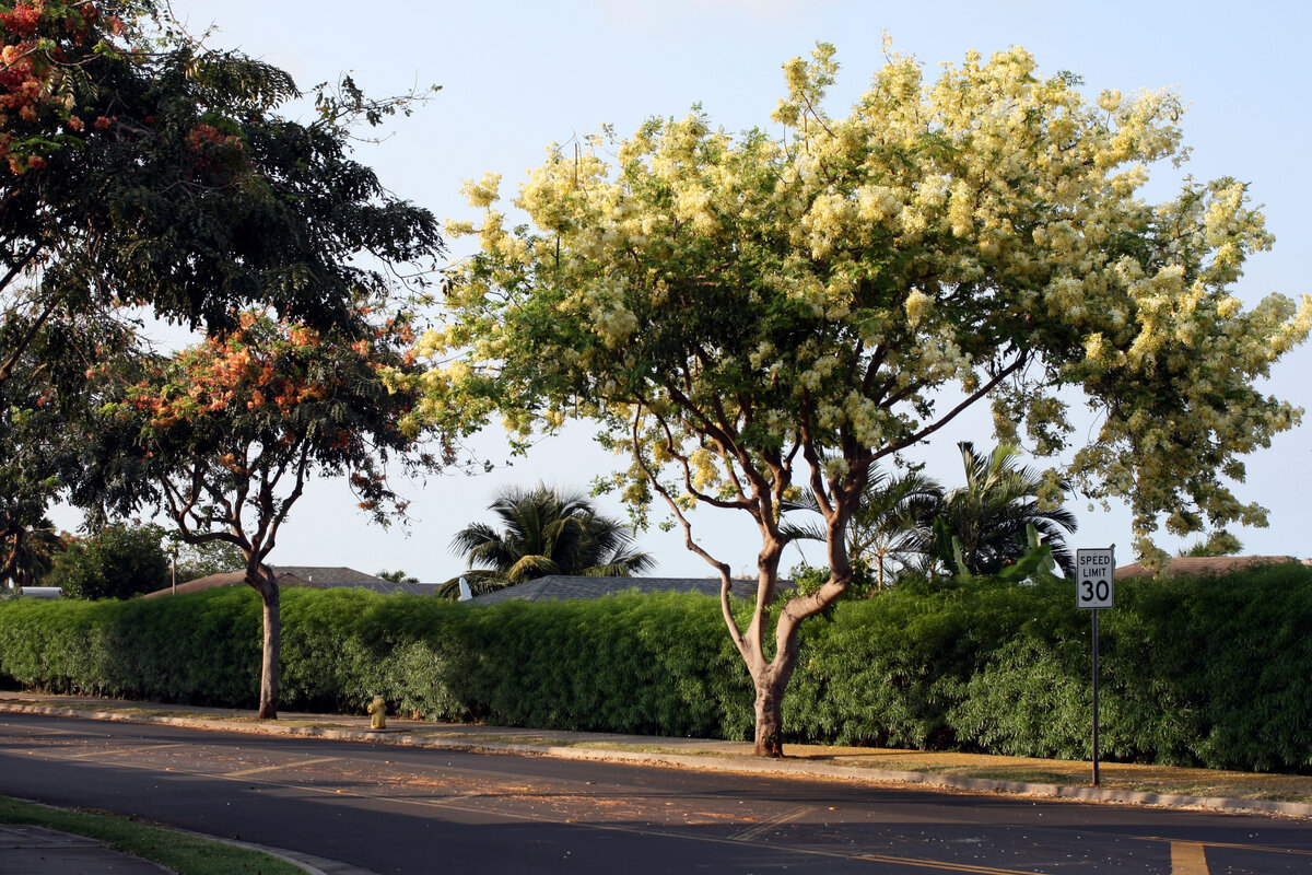 В Ваилуку (штат Гавайи)