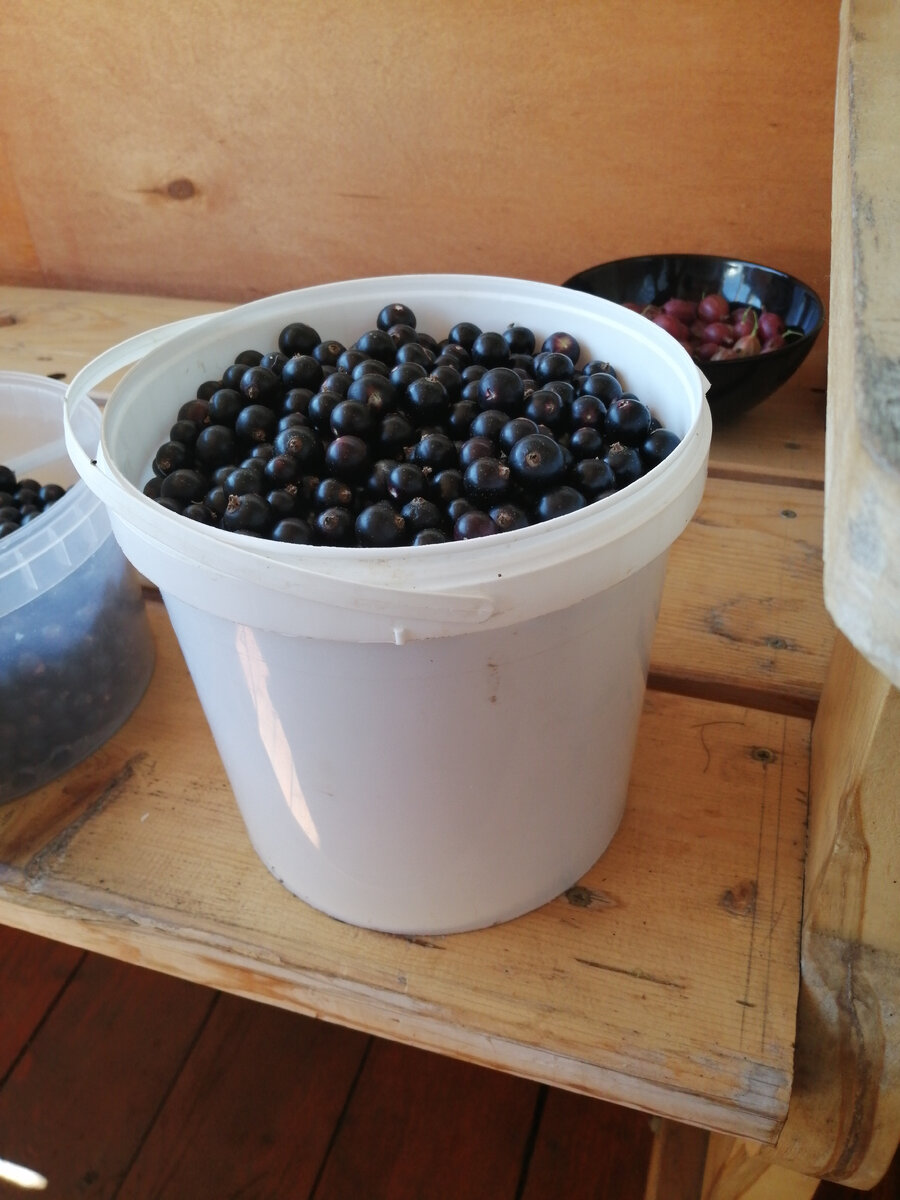 Ягода крупная, размер с вишню! 