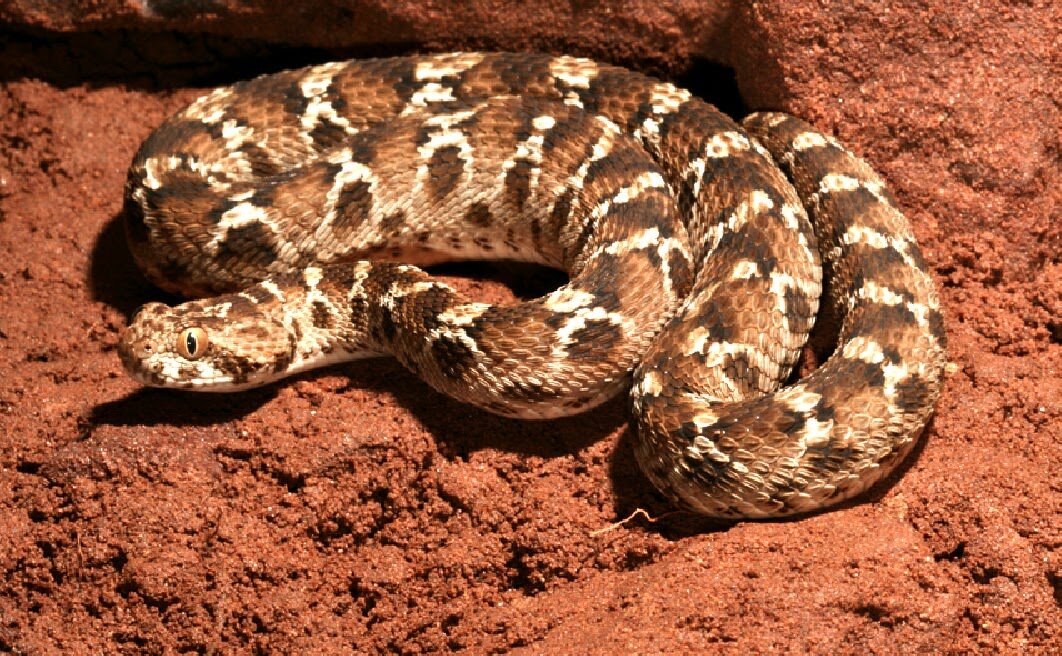 песчаная эфа доклад. песчаные род. песчаный удавчик. песчаные род. дагестан горы бархан сарыкум.