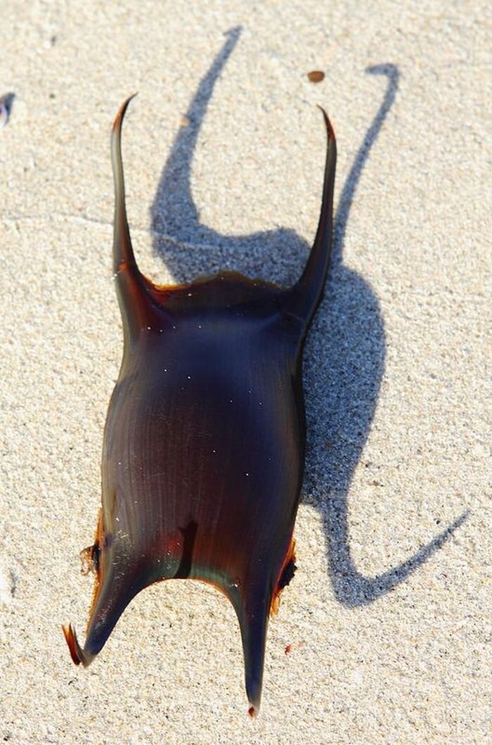 Как выглядит яйцо акулы. Как выглядит яйцо акулы. Яйцевая капсула китовой акулы. Как выглядит яйцо акулы. Акульи яйца.