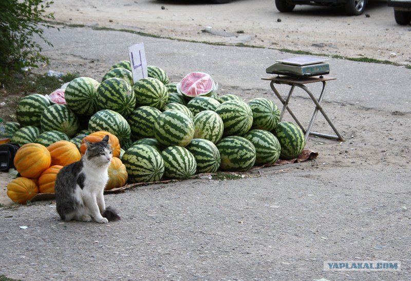 иллюстрация из яндекс картинки.