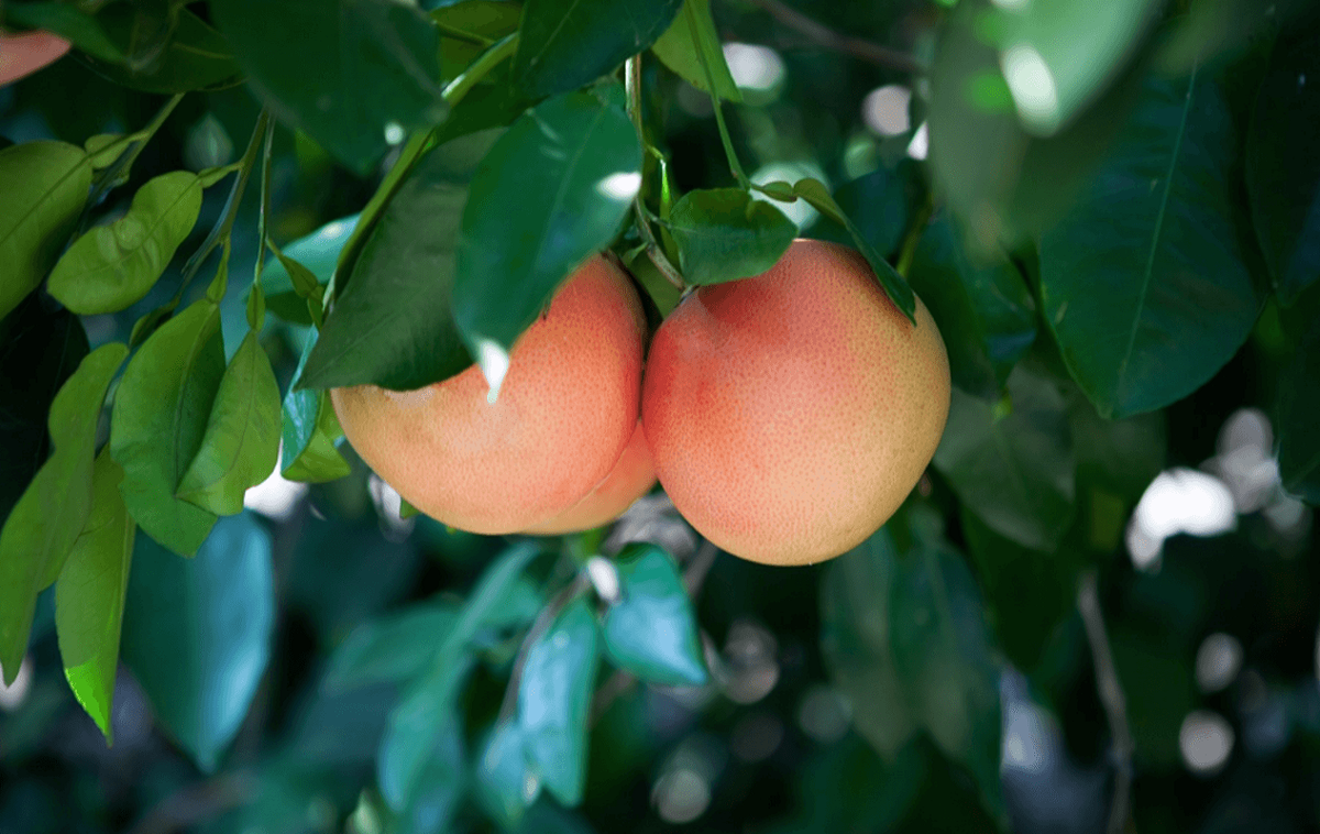 Изображение взято с сервиса Яндекс Картинки 