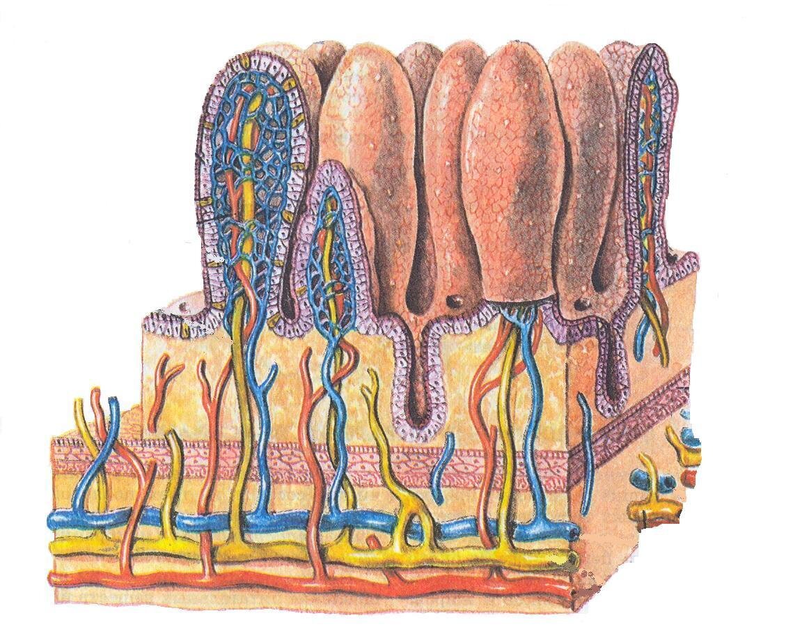 Схема строения ворсинки кишечника