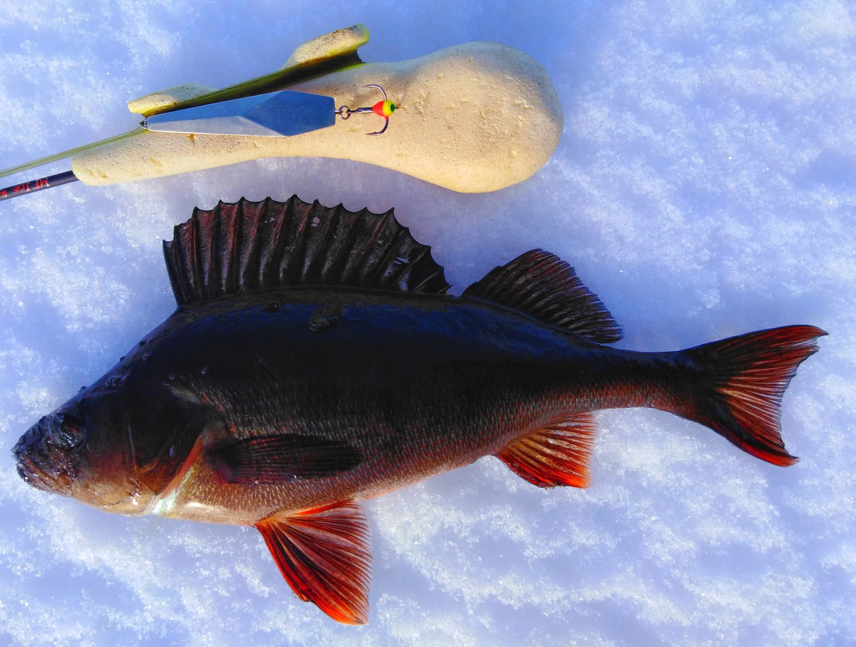 Можно ловить обычных окуней на соседнем водоеме много. А можно "охотиться за единичными неграми"