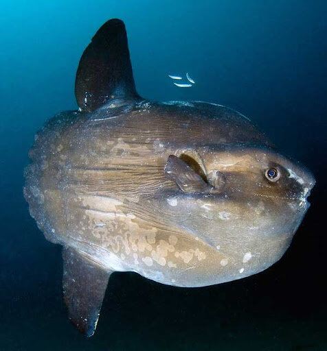 Выглядит луна-рыба обрезанной, будто кто-то откусил ей заднюю часть. http://www.zoofirma.ru/vodnyj-mir/2632-ryba-luna-ryba-solntse-ryba-golova-foto-i-video-ryby-luny.html