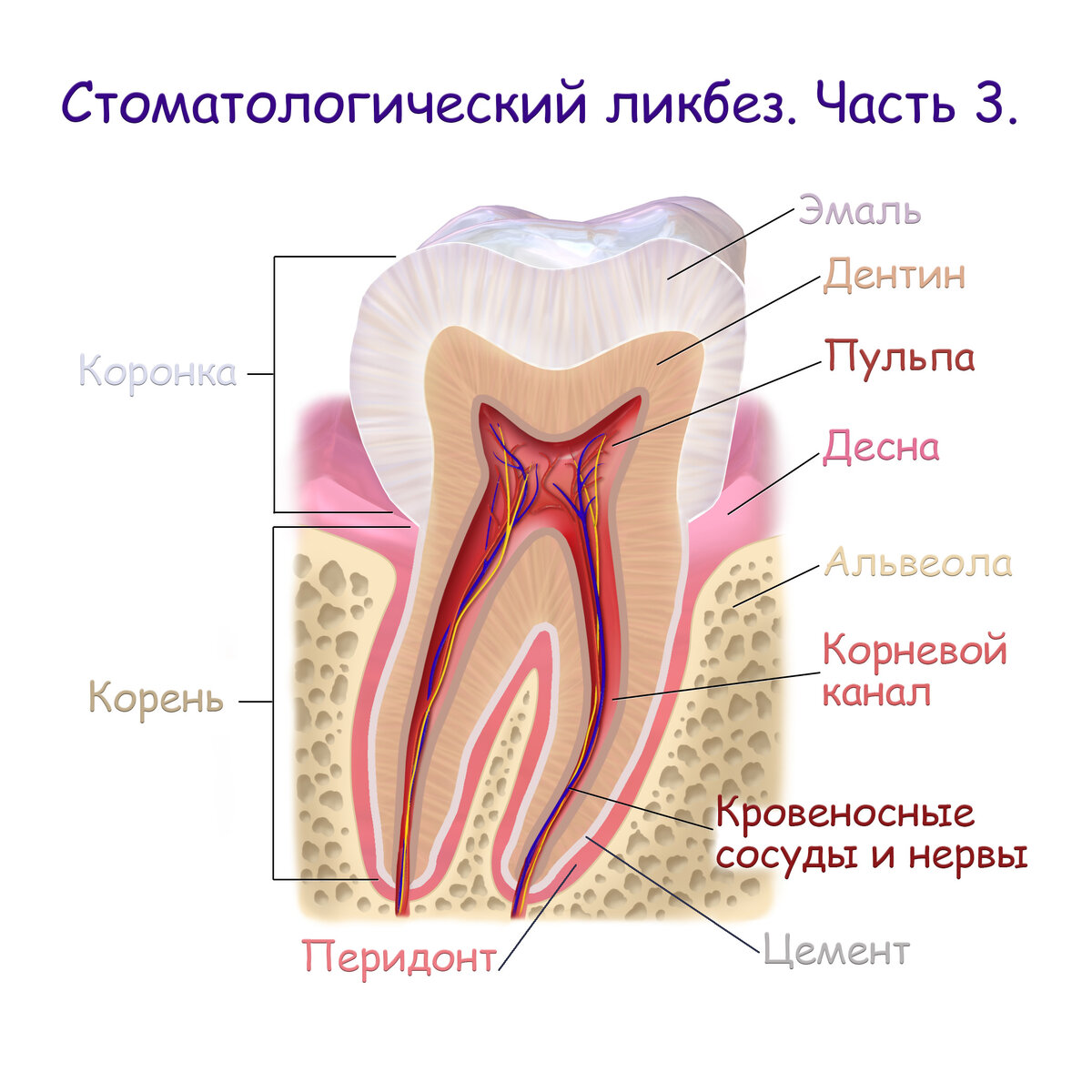 Стоматологический ликбез. Часть 3. | Стоматологический ликбез | Дзен