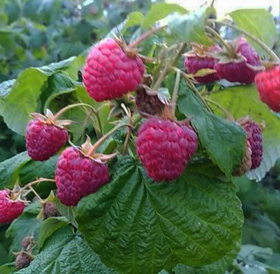 Ремонтантная малина вызревает не во всех регионах