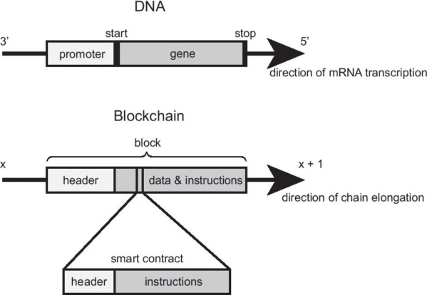 Сравнение ДНК и блоков блокчейна