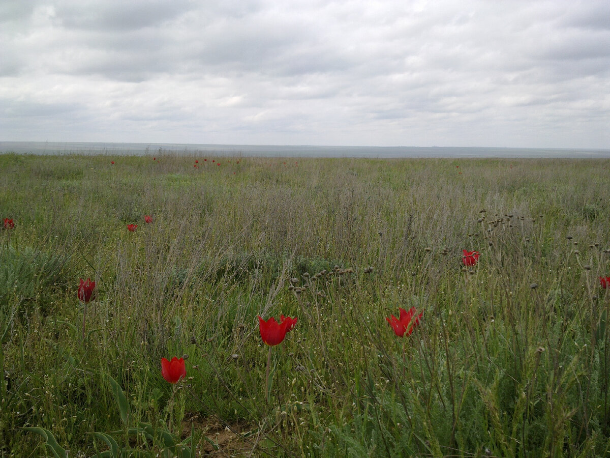 Калмыцкая степь в апреле. Источник фото: Wikimedia Commons