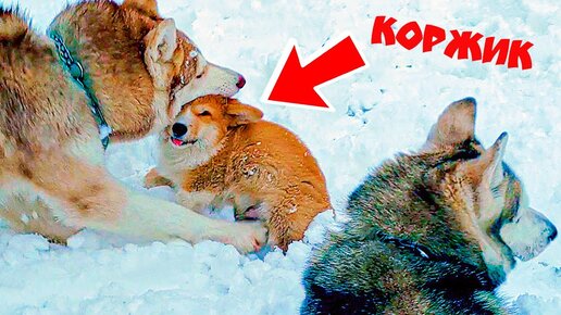 МЕНЯ СОЖРАЛИ ВОЛКИ!! (Корги Коржик) Говорящая собака