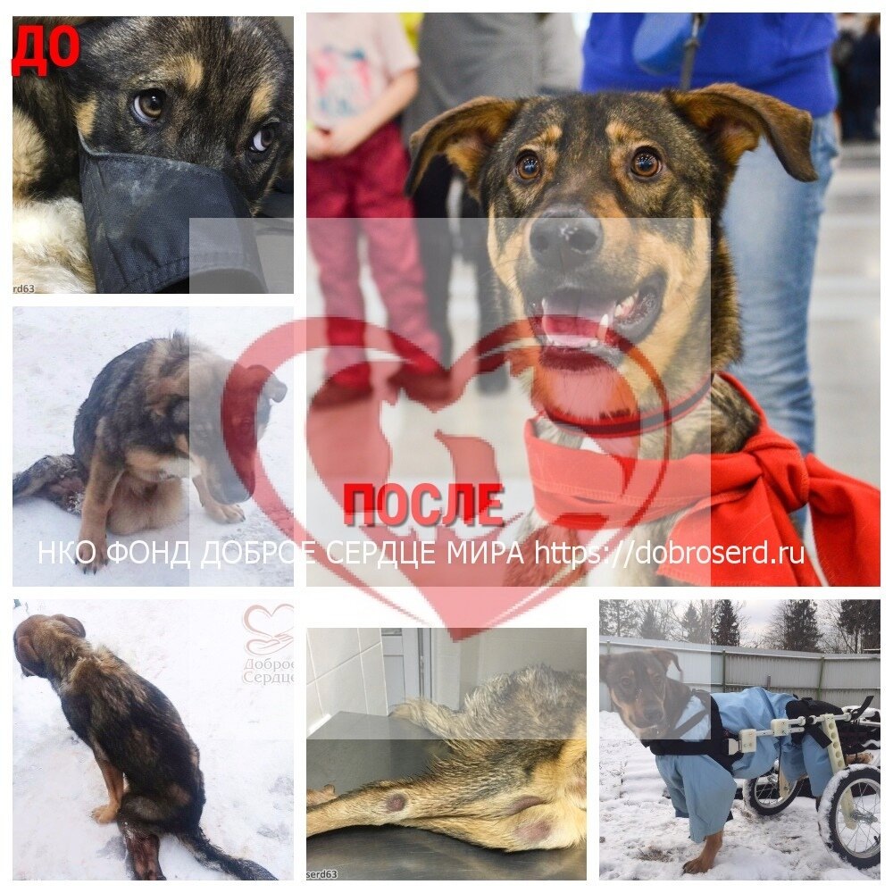 Потап - подопечный фонда Доброе сердце мира 