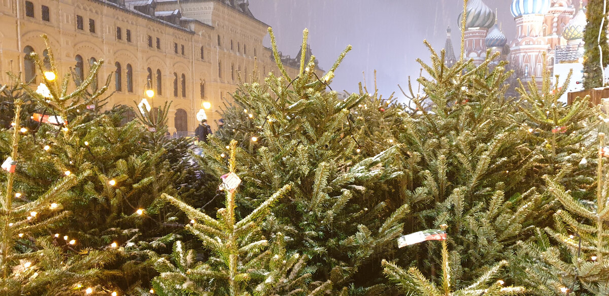 Ёлки на площади (авторское фото)