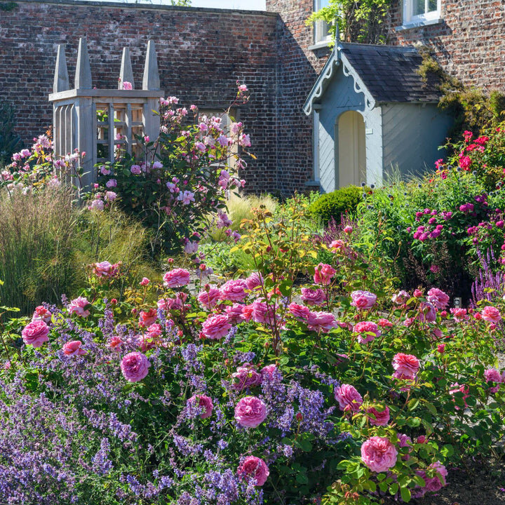 Время начала культивации роз на туманном Альбионе трудно установить достоверно, однако династический конфликт 15 века между Йорками и Ланкастерами вошел в историю как война Белой и Алой розы.-6-2