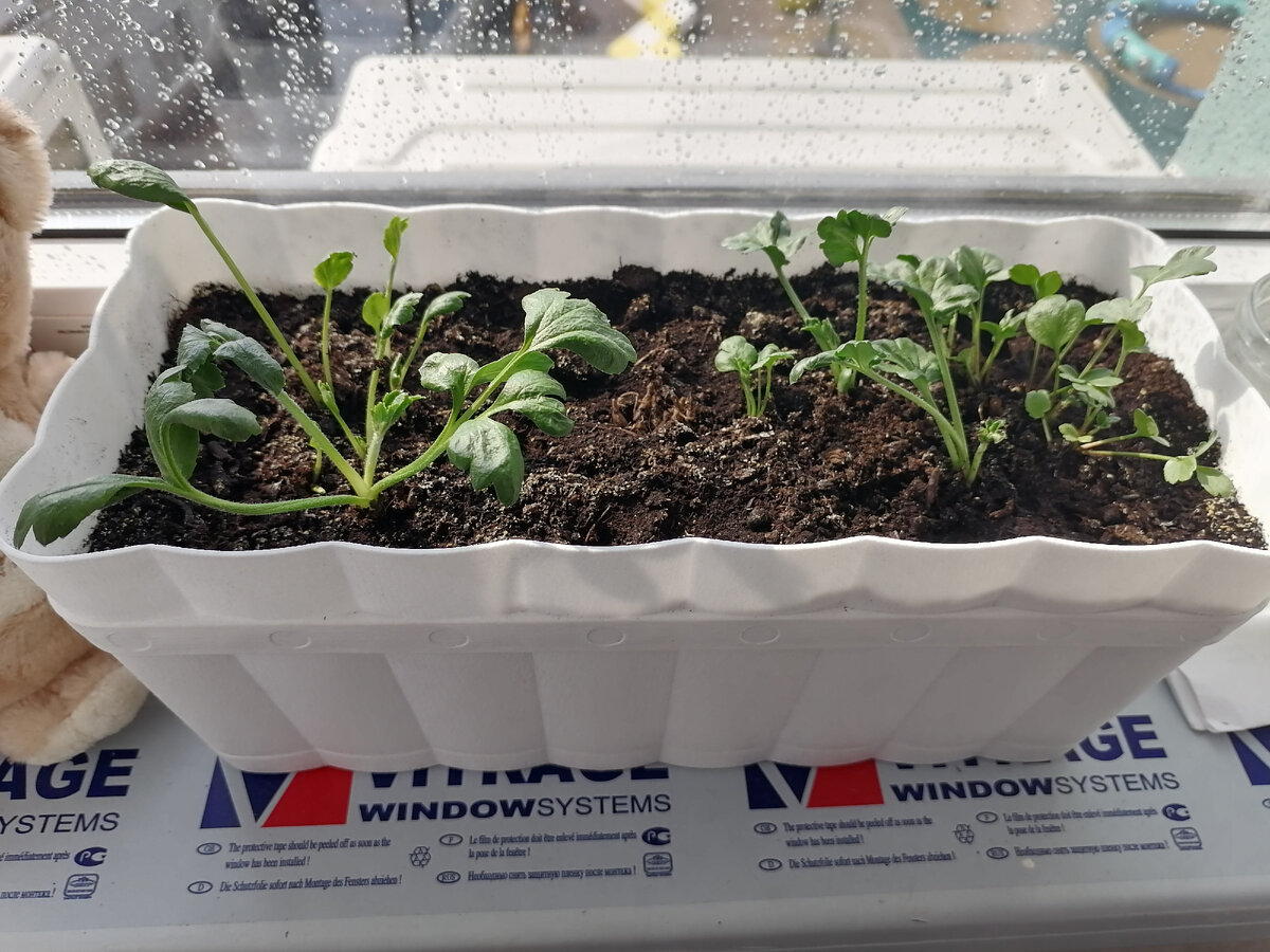 Вроде ранункулюс...