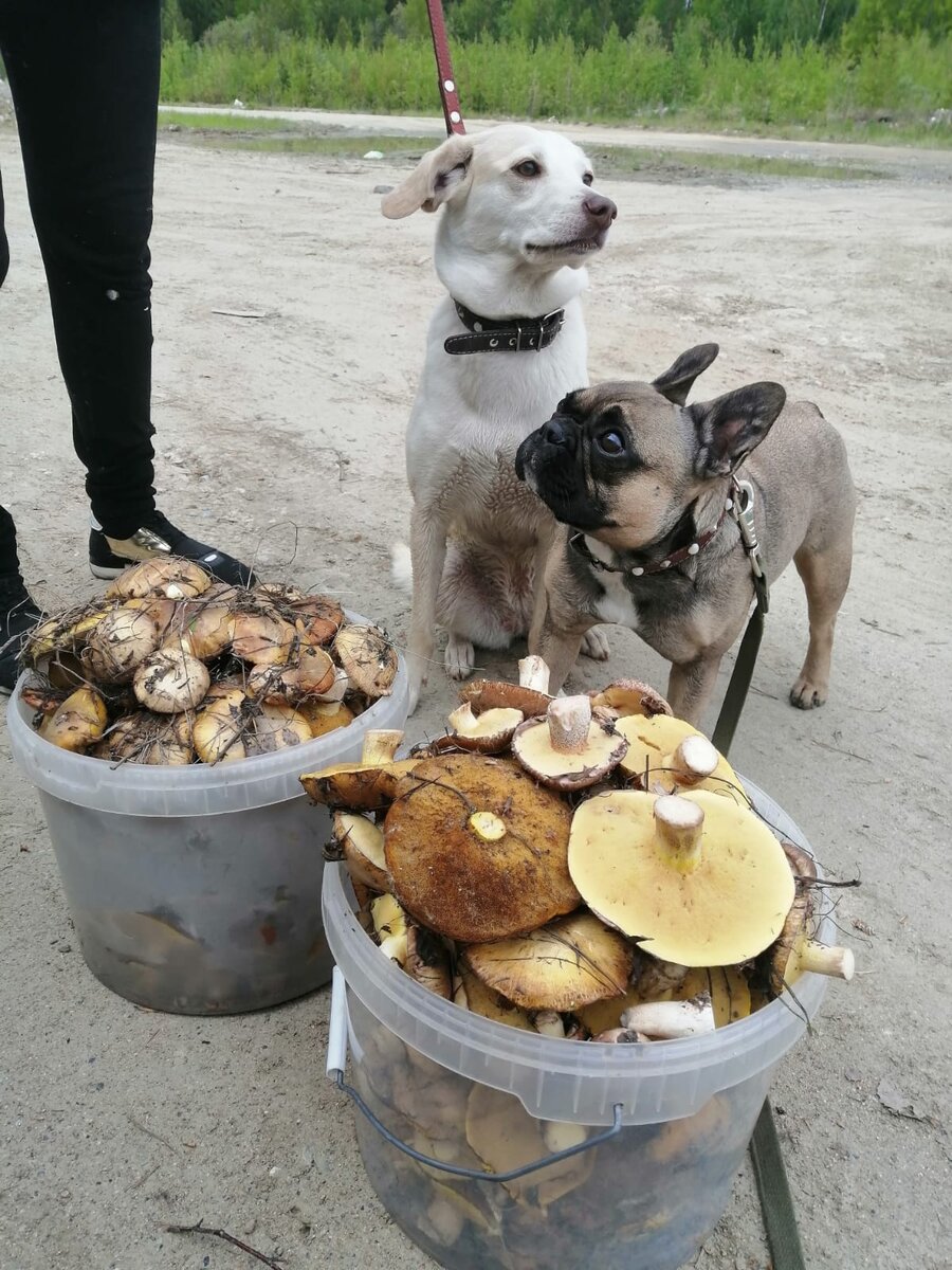 Очевидно, компенсация от природы за всякие санкции и подорожания!