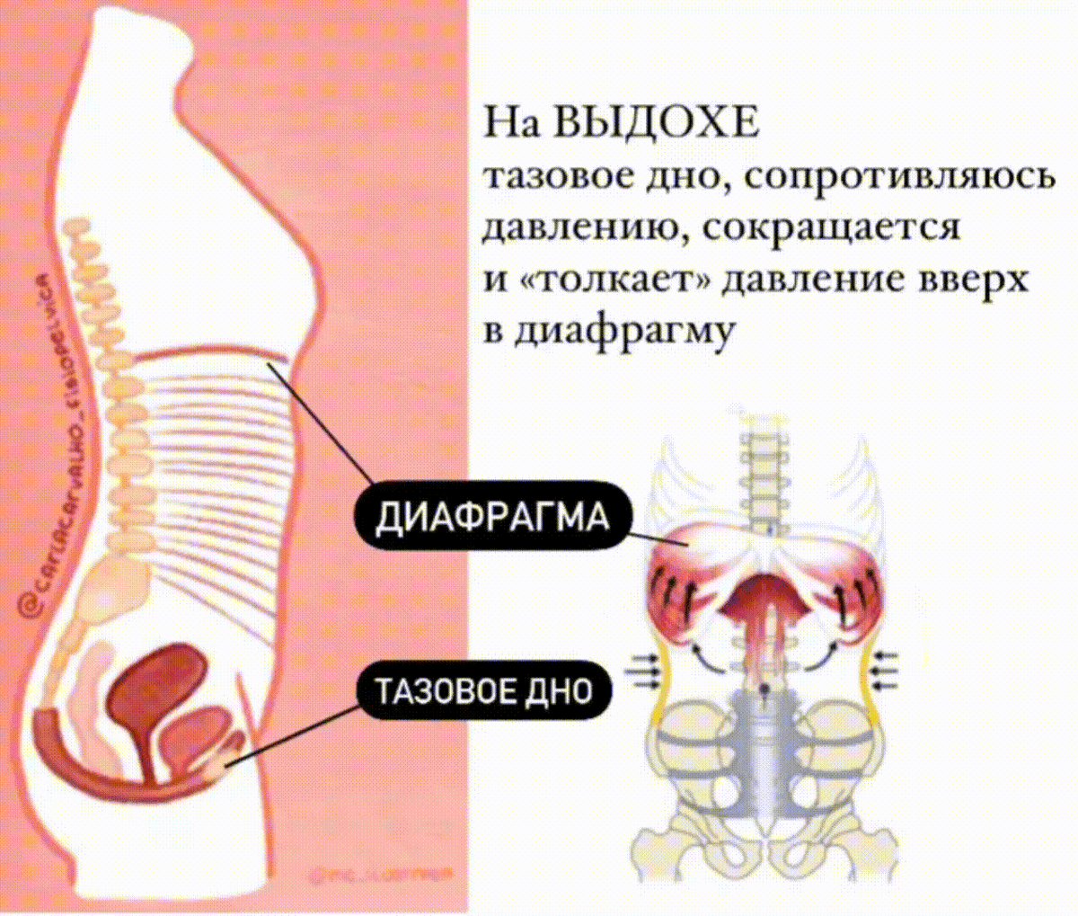 На выдохе внутрибрюшное давление «давит» вверх в диафрагму