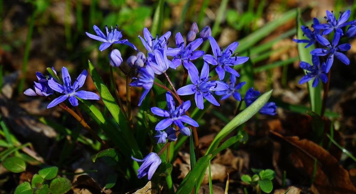 Сцилла bifolia rosea