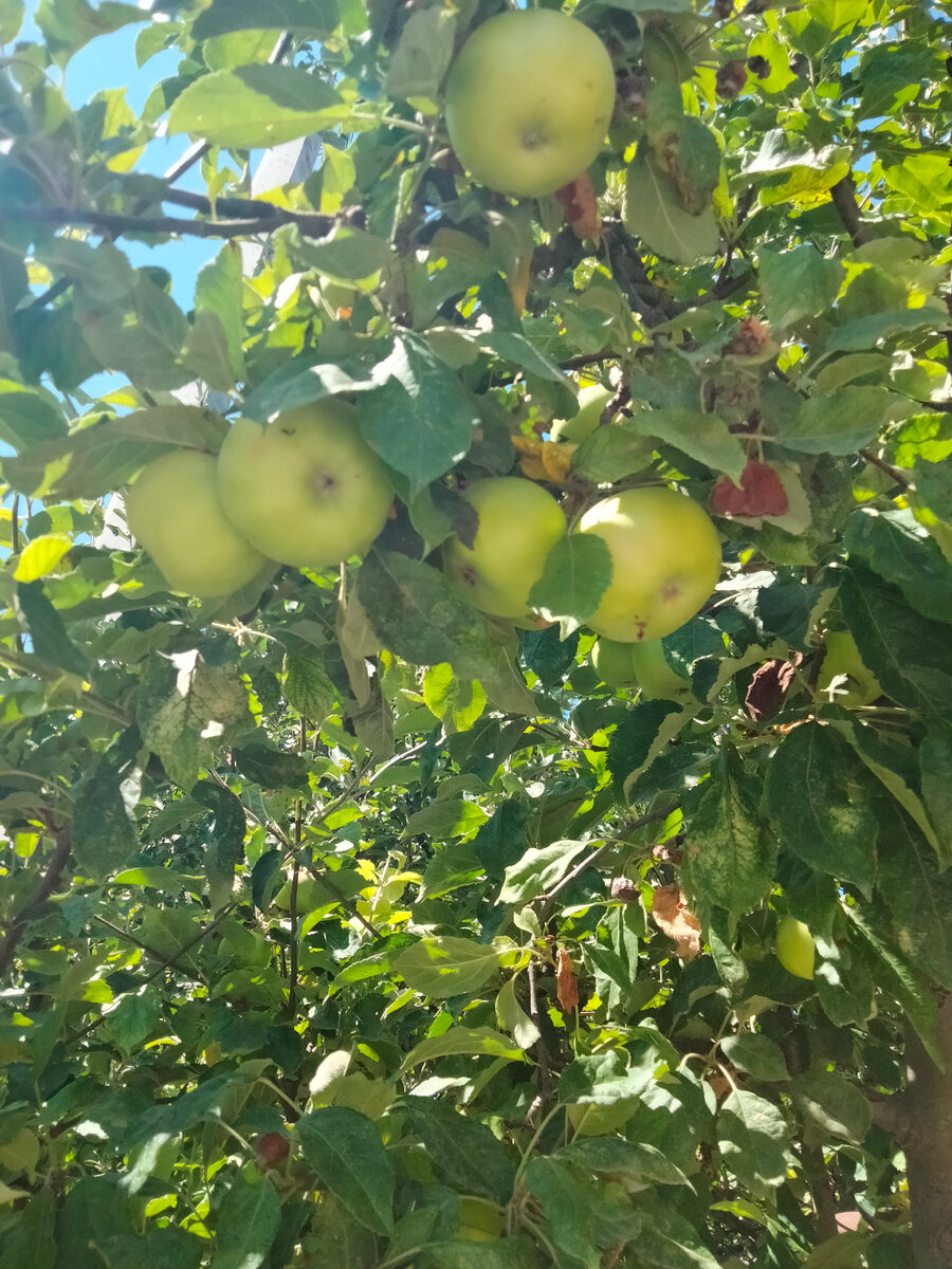 Яблоня возле нашего дома