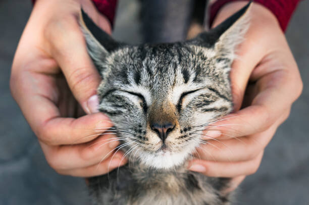 Почему кошки не любят, когда трогают их хвост