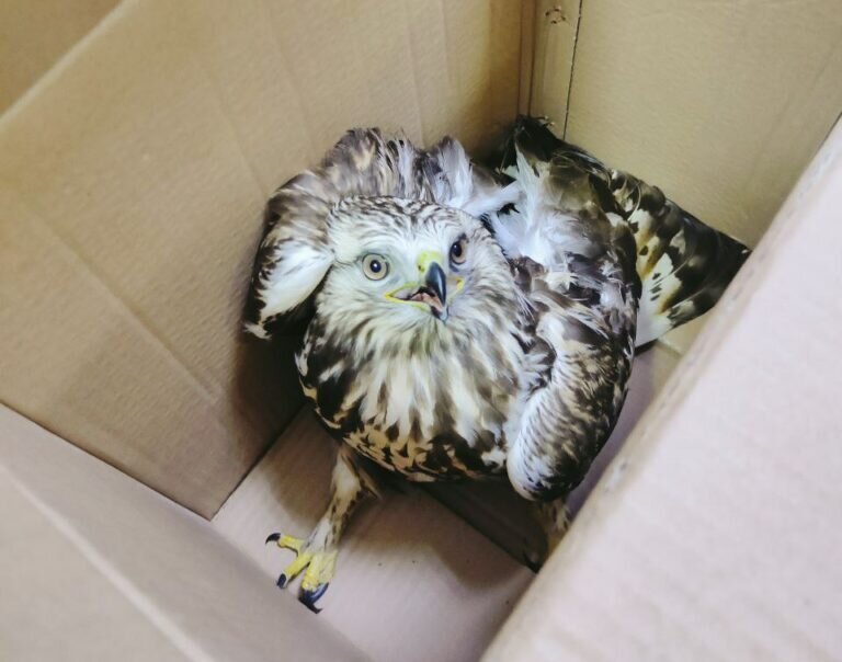    Специалисты Россельхознадзора Оренбуржья спасли дикого сокола Елена Шкатова