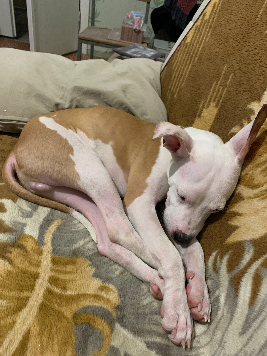 Лапы такие длиннющие, ухи тоже😊