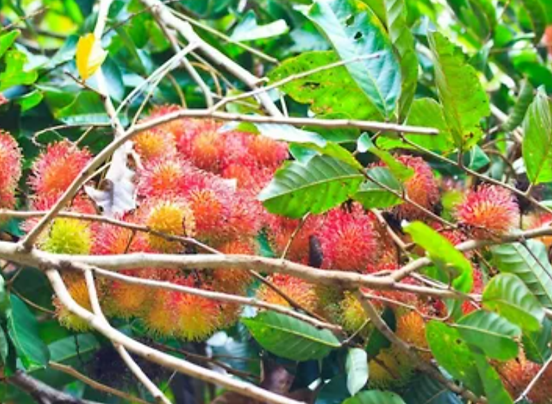 Как растет рамбутан