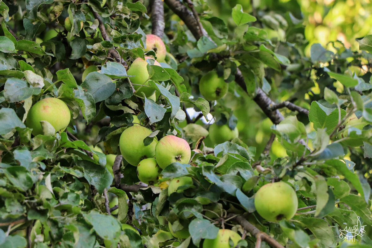 Пунцовеющие яблочки