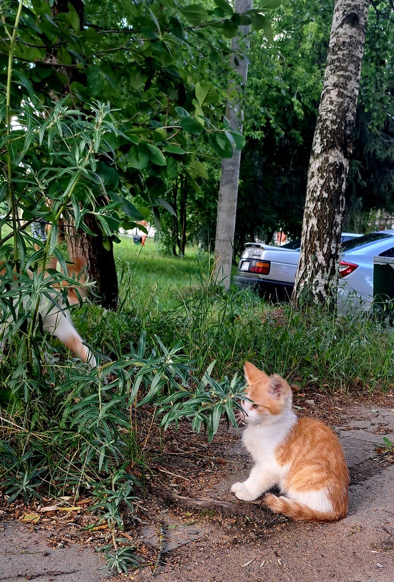 Очень хочется чтоб малышок нашел свой дом