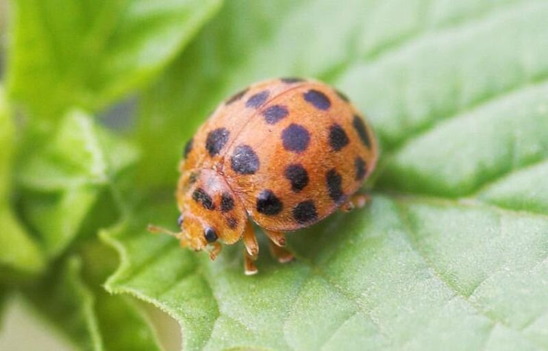 28-миточечная картофельная божья коровка. 