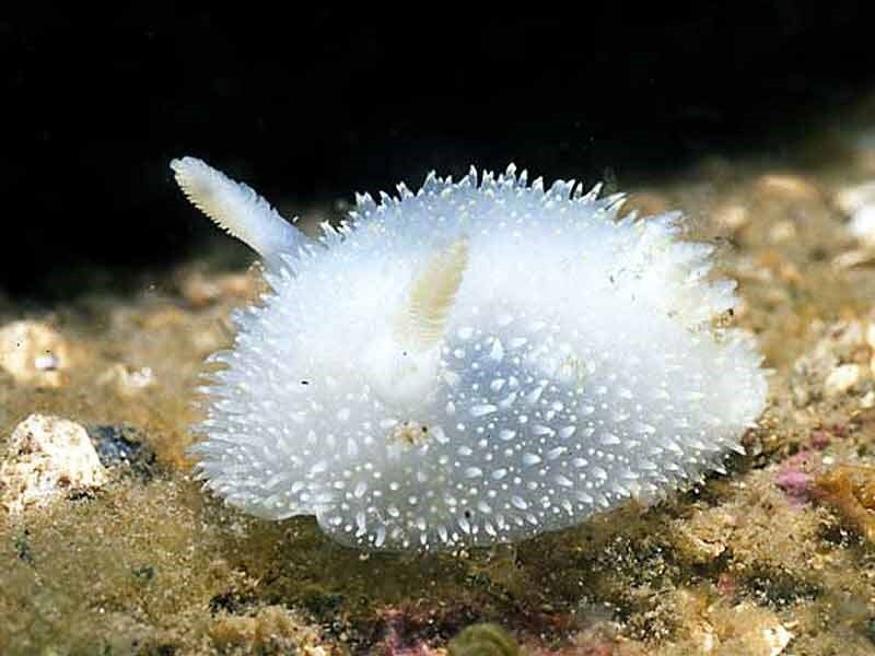 Acanthodoris Pilosa. Фото с сайта https://www.marlin.ac.uk/