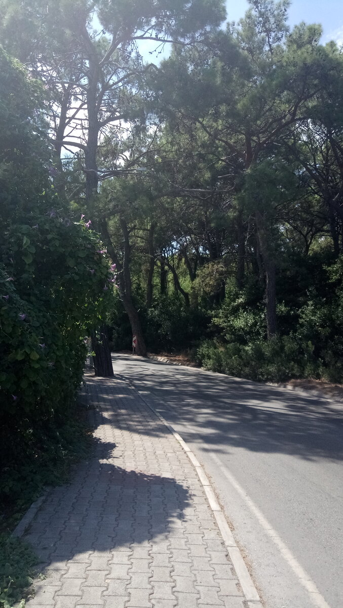 Кириш, Турция. Дорога среди сосен. А как там орут цикады... Фотография Цветы вокруг нас