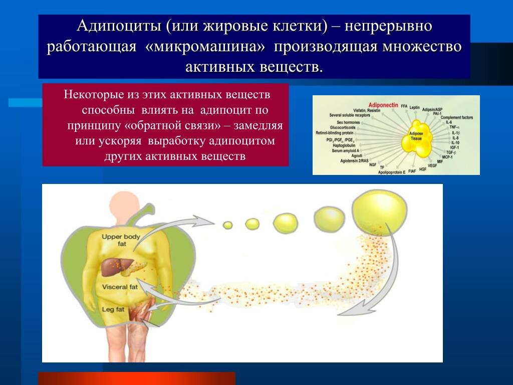 Жир выделяют. Жировые клетки адипоциты функции. Жировая клетка строение. Жировая клетка адипоцит. Строение жировой клетки человека.