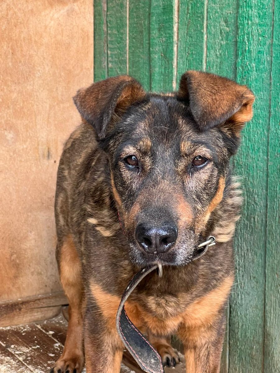 Зазу прожила в приюте более 8 лет, но так и не доверилась человеку, умерла этим летом