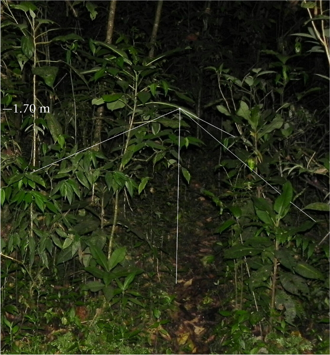   Gilbert Barrantes et al. / Animal Behaviour, 2023