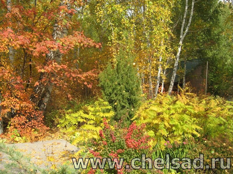 Эффективные способы полива деревьев и кустарников осенью