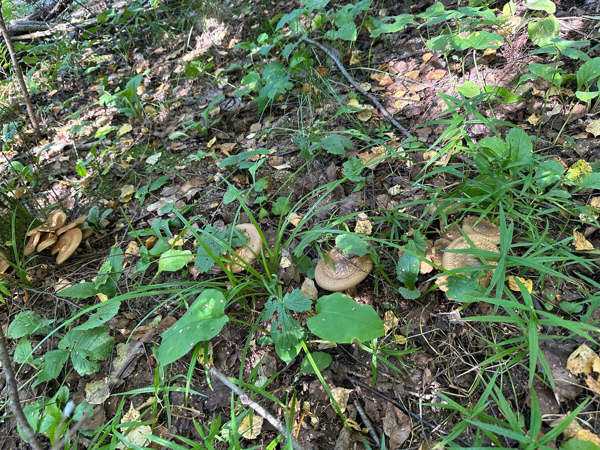 Свинушки, рядами. Как на московском газоне.