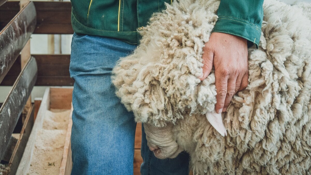     Резкое обострение ситуации по оспе овец наблюдается в России в этом году. Не исключено, что болезнь придет и в Нижегородскую область, сообщает пресс-служба регионального управления Россельхознадзора.