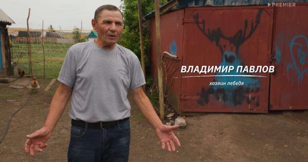    Невероятную историю спасенного лебедя из Абдулинского округа показали на телеканале ТВ3 Кристина Просвиркина