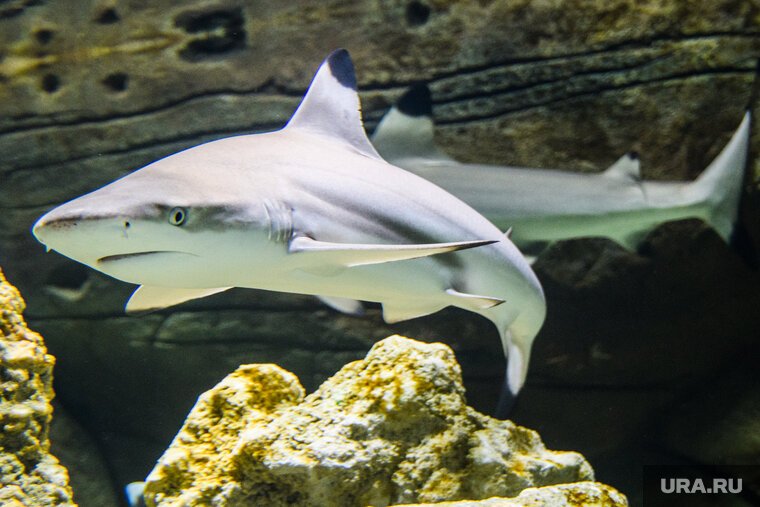    В Египте на человека вновь напала акула