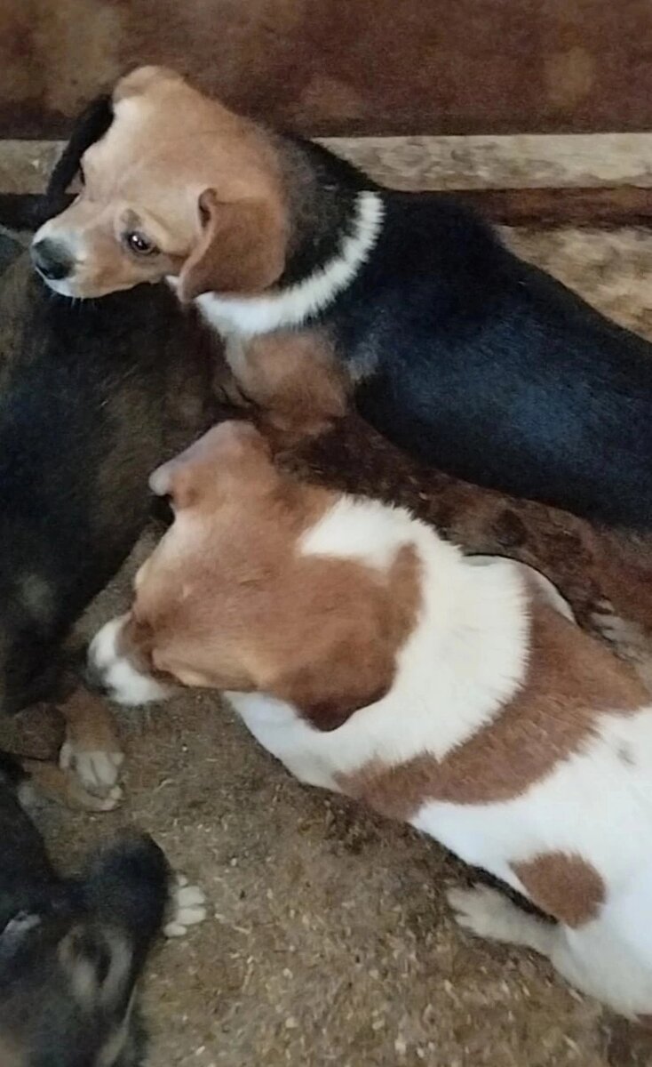 Две "дюймовочки"