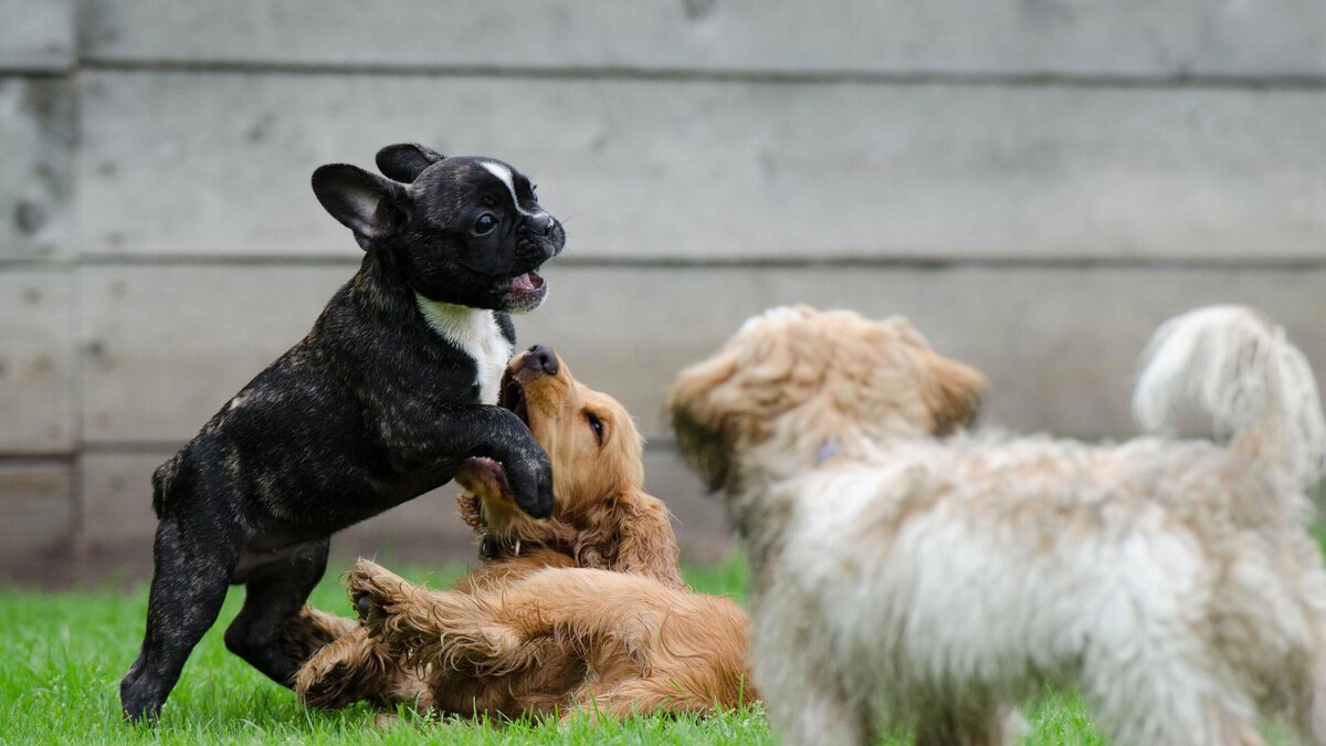 Собака 18. Looking after Dogs and Puppies.