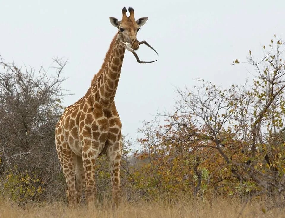 "Да я сам кого хочешь уничтожу!" Иногда жирафы грызут чужие кости для минерализации организма.  