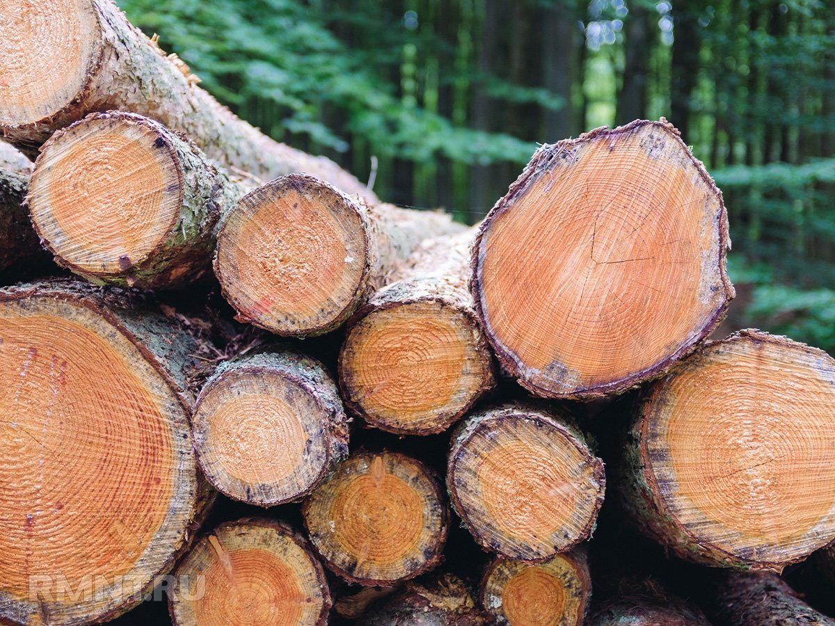   Фото smart-les.ru