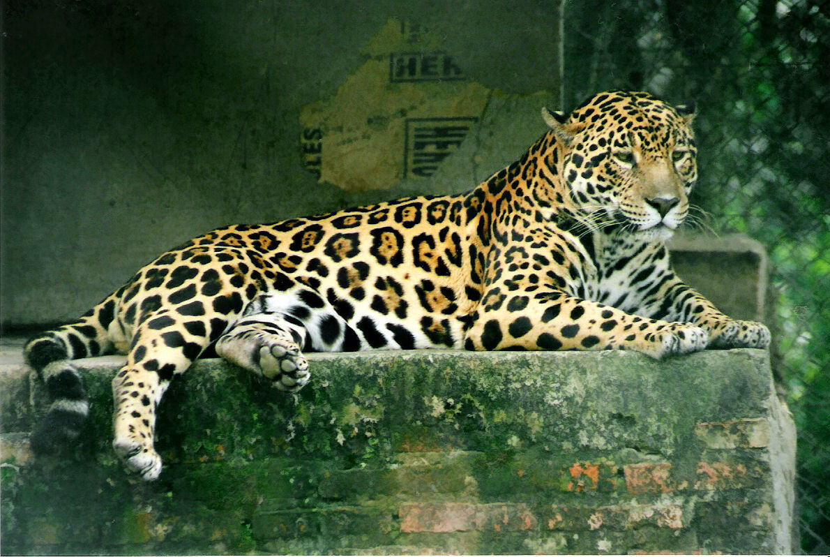 Автор фотографии: Lea Maimone
Подробнее о фотографии: https://commons.wikimedia.org/wiki/File:Panthera_onca.jpg
