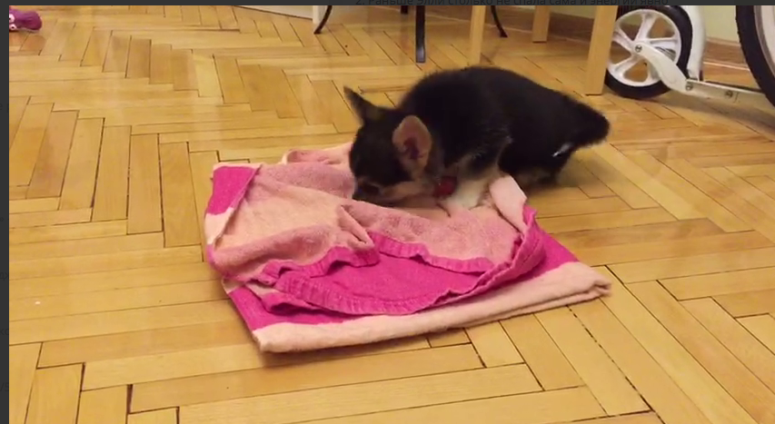 Элли – потрошитель полотенца. В первый раз Элли потратила 20 минут, чтобы распотрошить всё полотенце и добраться до вкусняшек