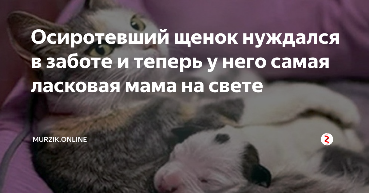 Осиротевший щенок нуждался в заботе и теперь у него самая ласковая мама ...