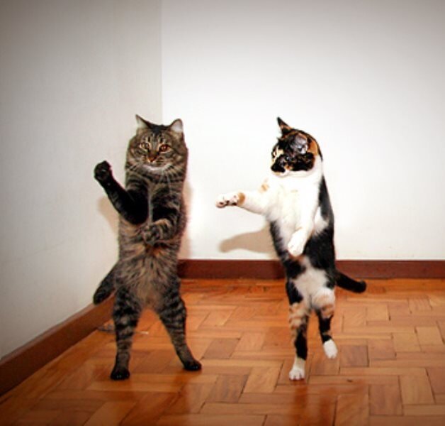 Танцующие котики